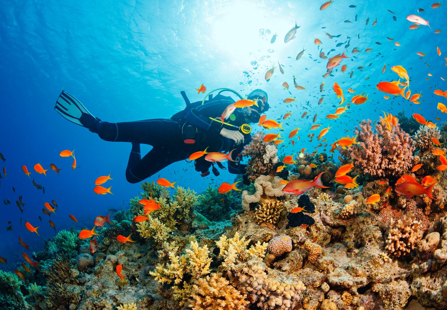 Marine Biology Major Career Girls