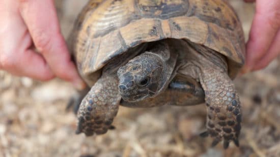 Zoologist & Wildlife Biologist Careers - Career Girls