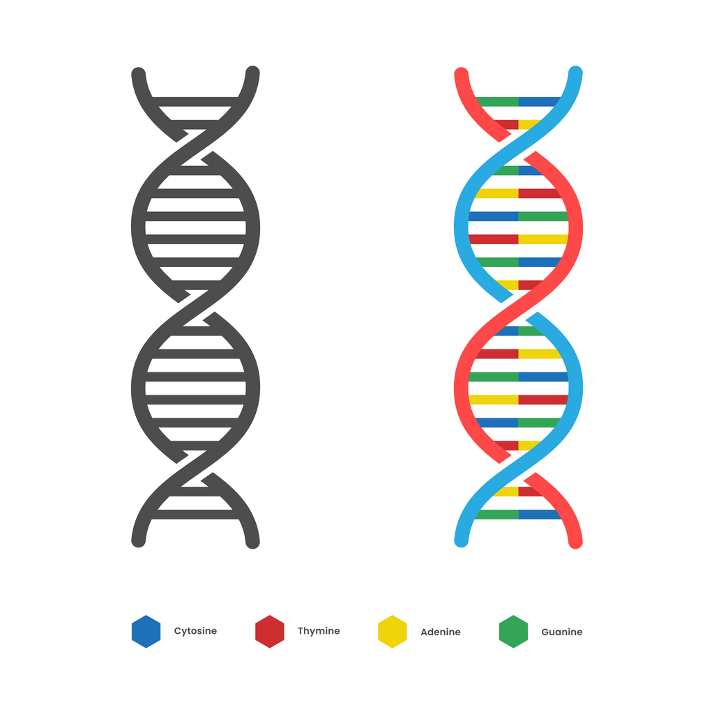 DNA model - color coded